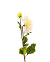 DAHLIAFL09044 (FLOWER)