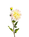 DAHLIAFL09044 (FLOWER)