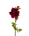 DAHLIAFL09045 (FLOWER)