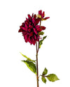 DAHLIAFL09045 (FLOWER)