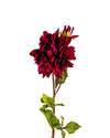 DAHLIAFL09045 (FLOWER)