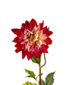 DAHLIAFL09046 (FLOWER)