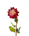 DAHLIAFL09046 (FLOWER)