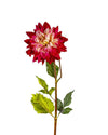 DAHLIAFL09046 (FLOWER)